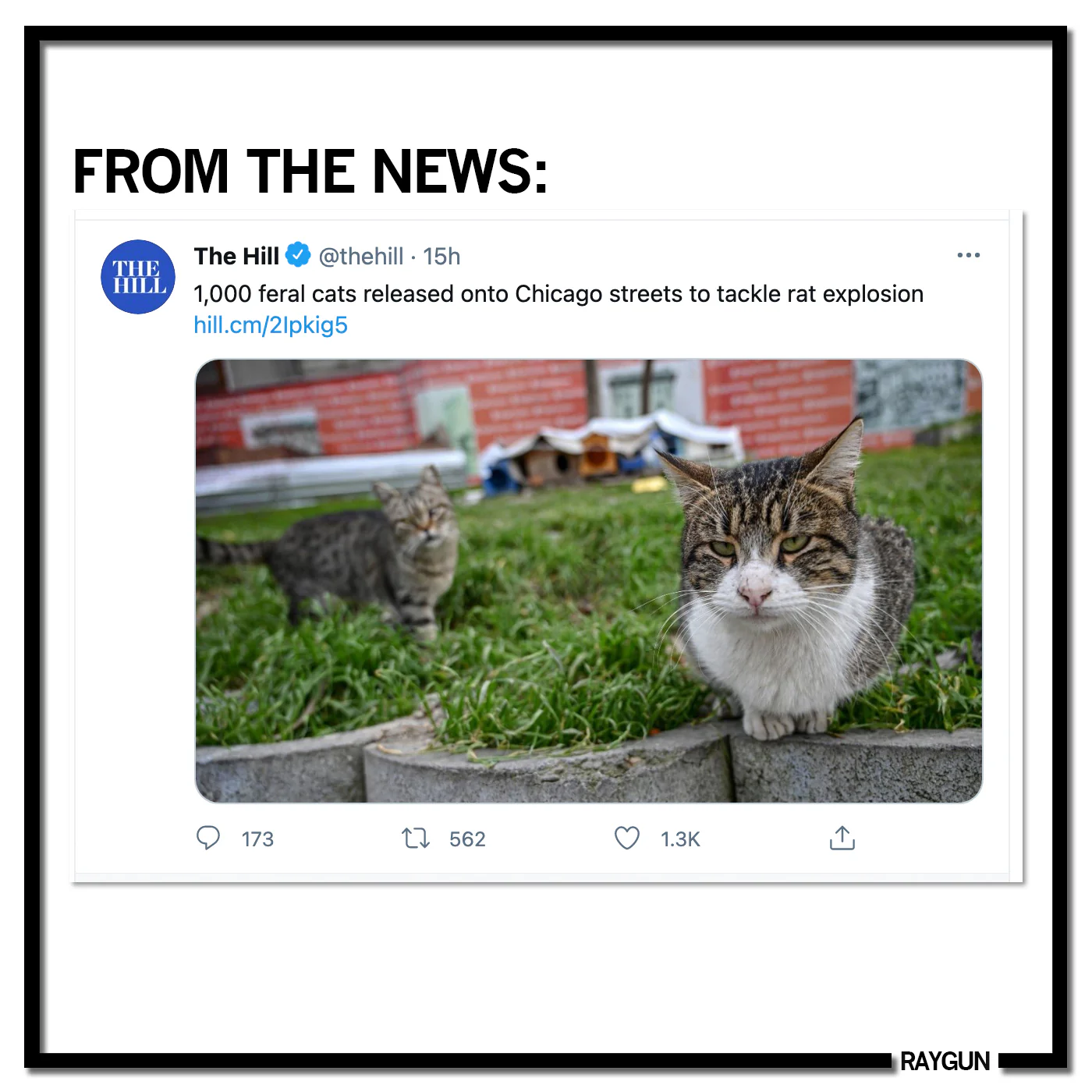 Chicago Cat Vs Rat - Image 3