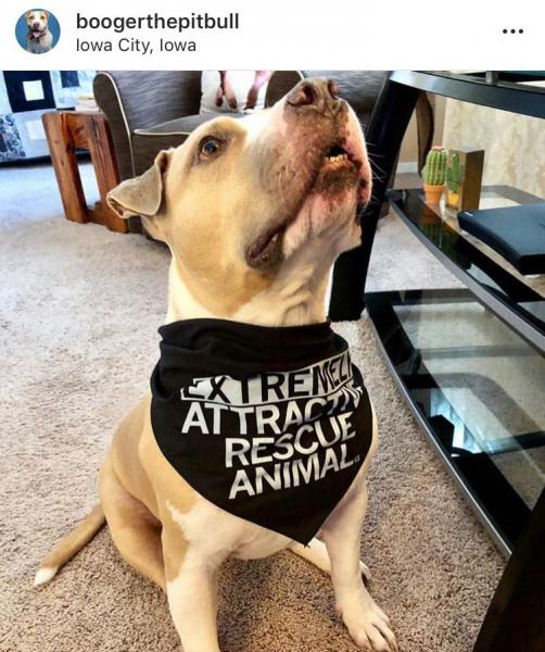 Extremely Attractive Dog Bandana - Image 3