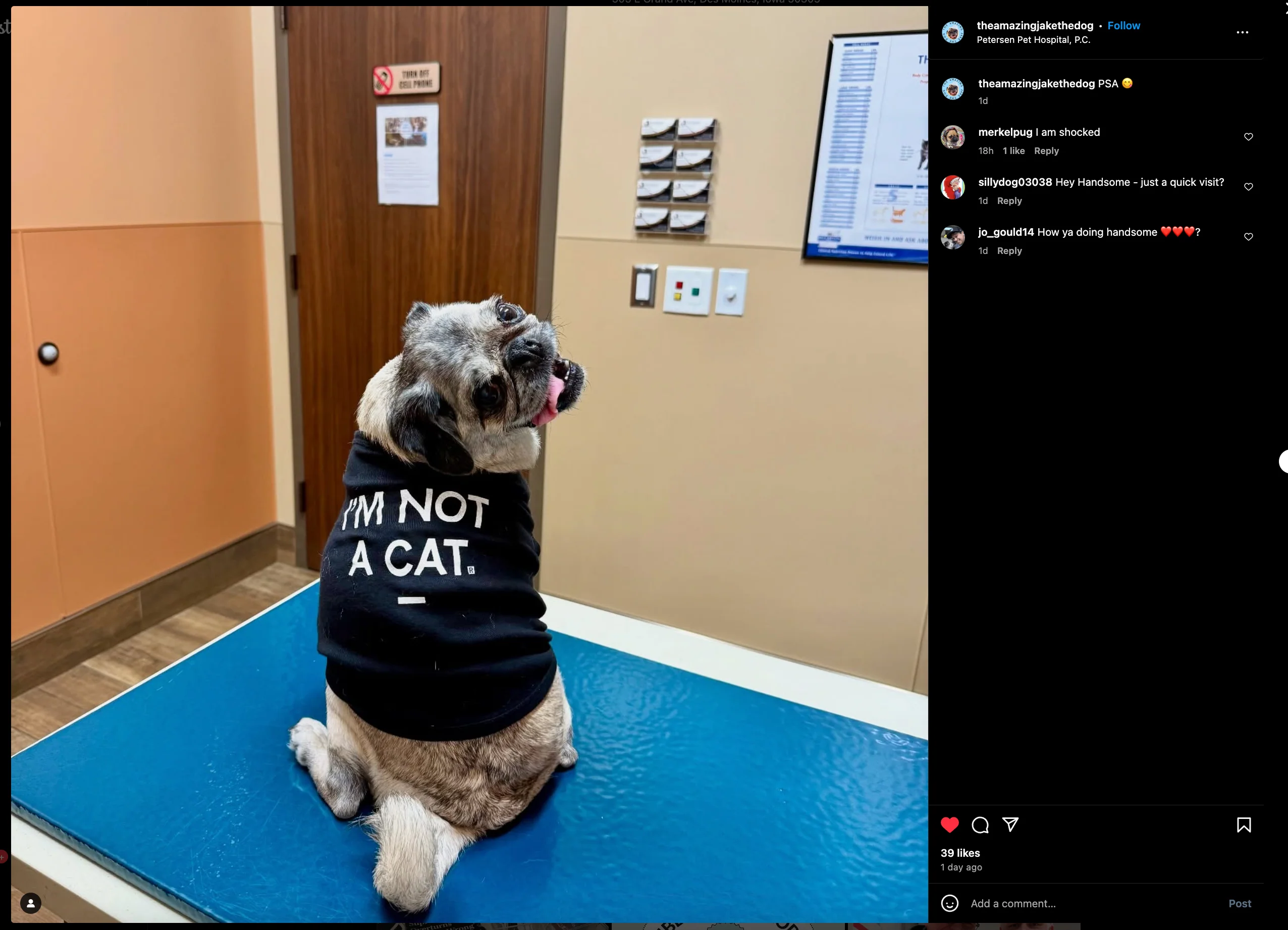 I'm Not A Cat Dog Shirt - Image 10