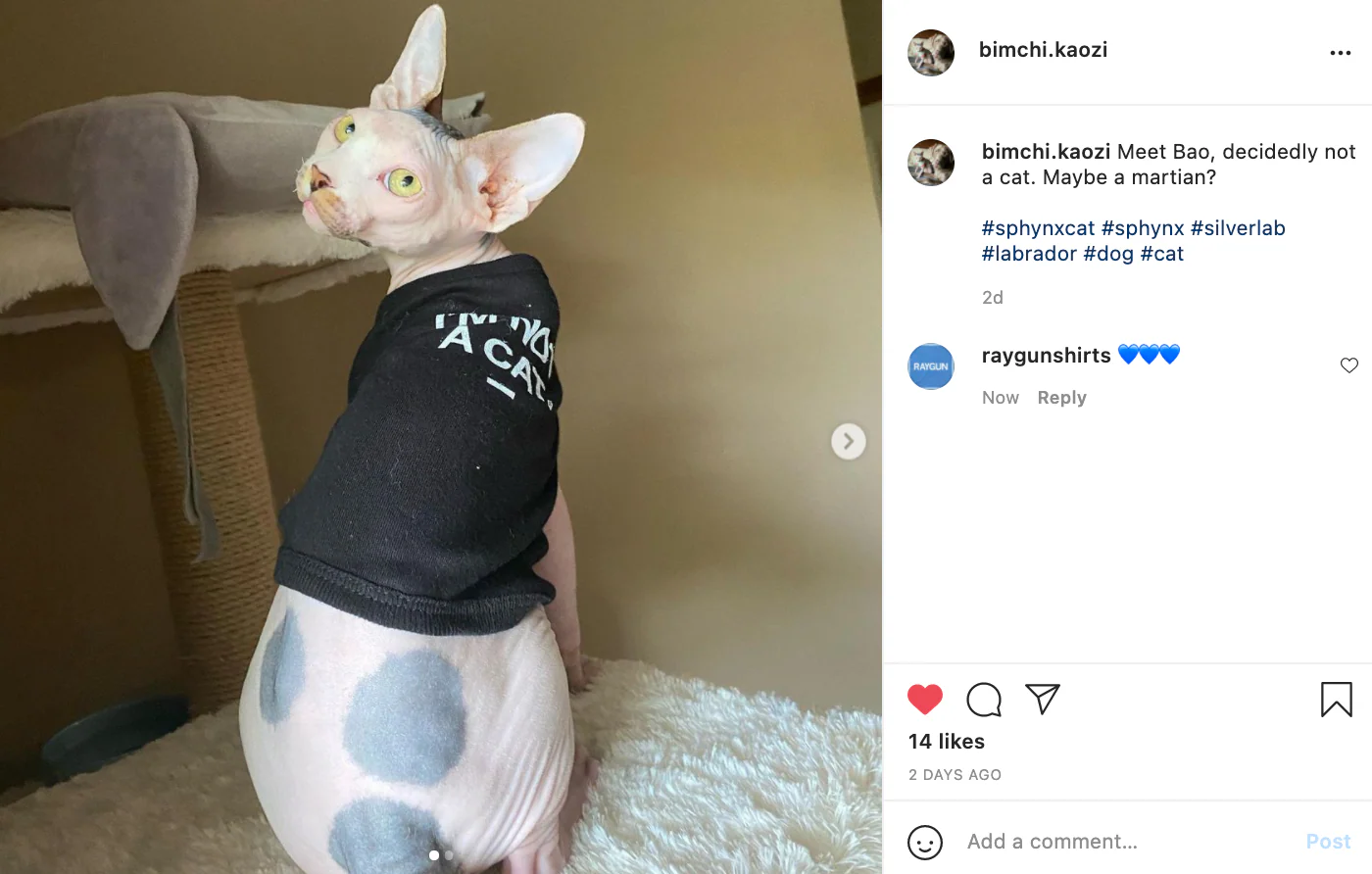 I'm Not A Cat Dog Shirt - Image 11