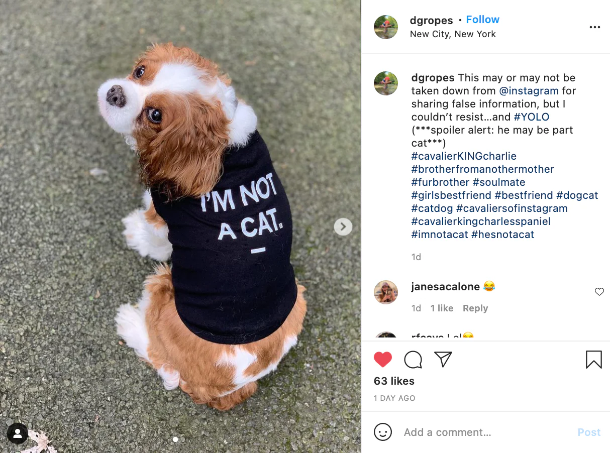 I'm Not A Cat Dog Shirt - Image 6