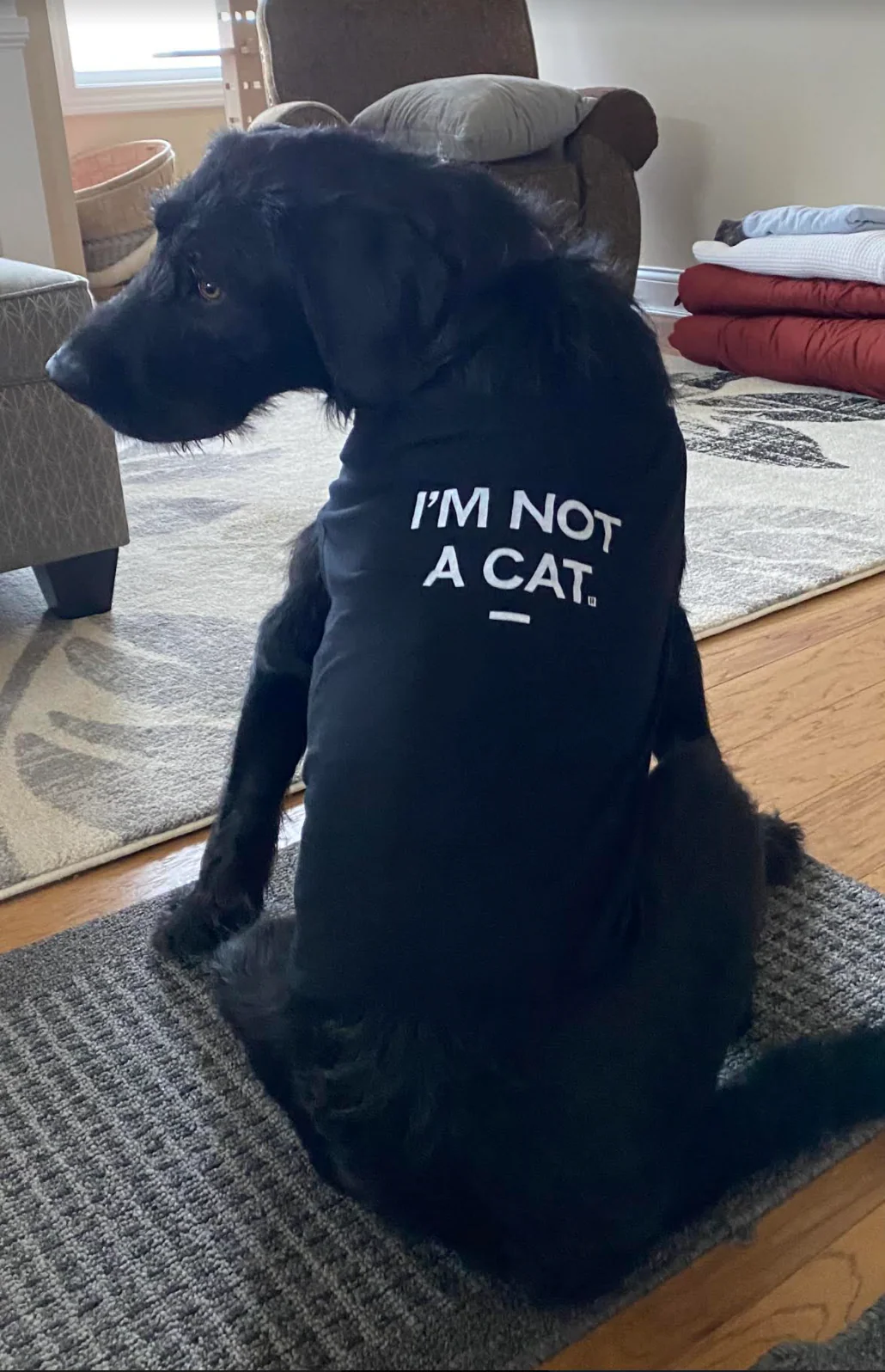 I'm Not A Cat Dog Shirt - Image 7