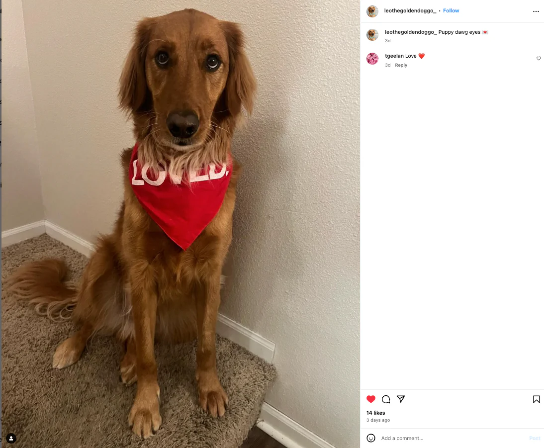Loved Dog Bandana - Image 4