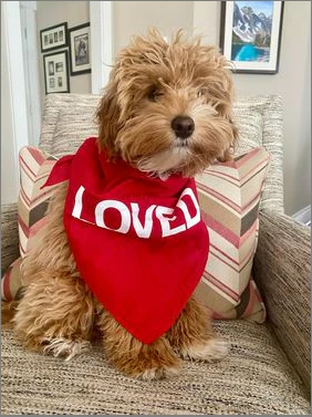 Loved Dog Bandana - Image 6