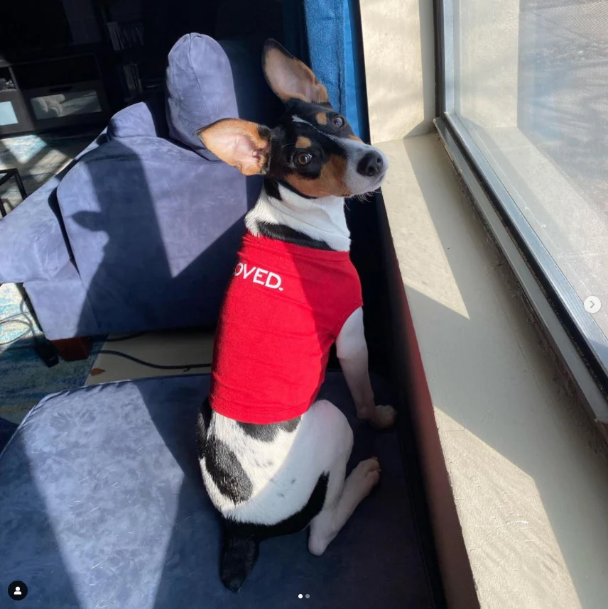 Loved Dog Shirt - Image 3