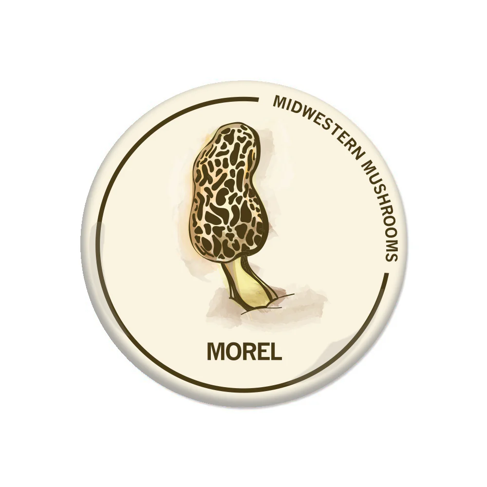 Morel Mushroom Button