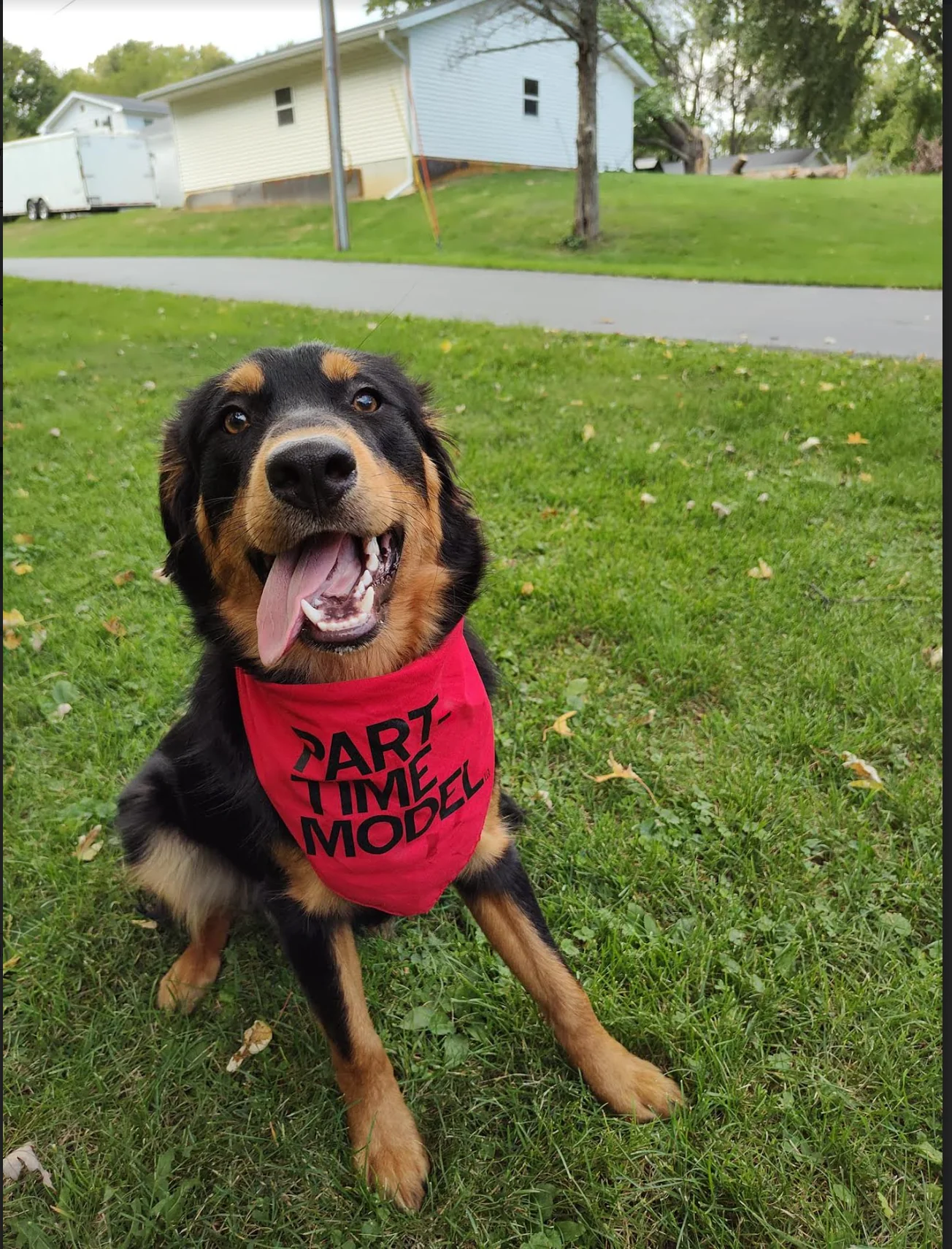 Part-Time Model Dog Bandana - Image 3