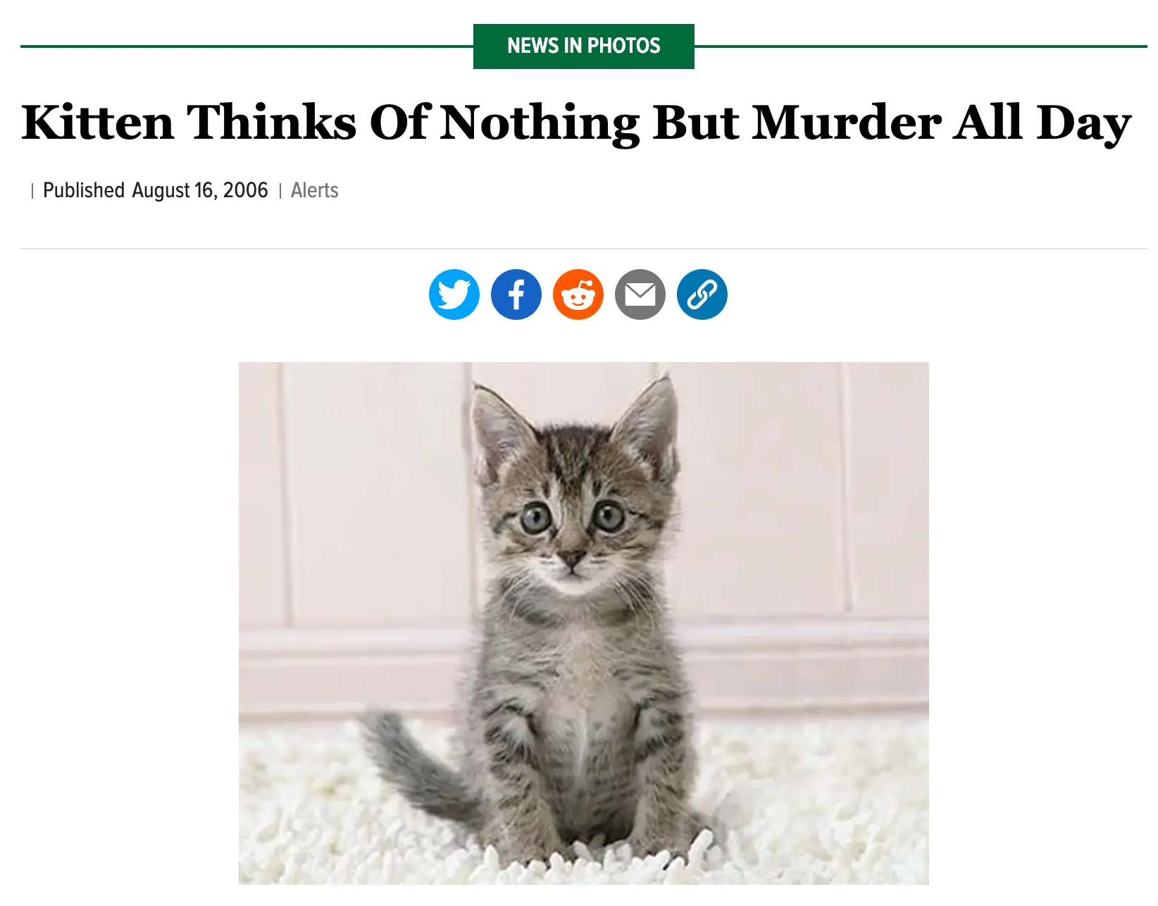 The Onion: Kitten Thinks of Murder - Image 4